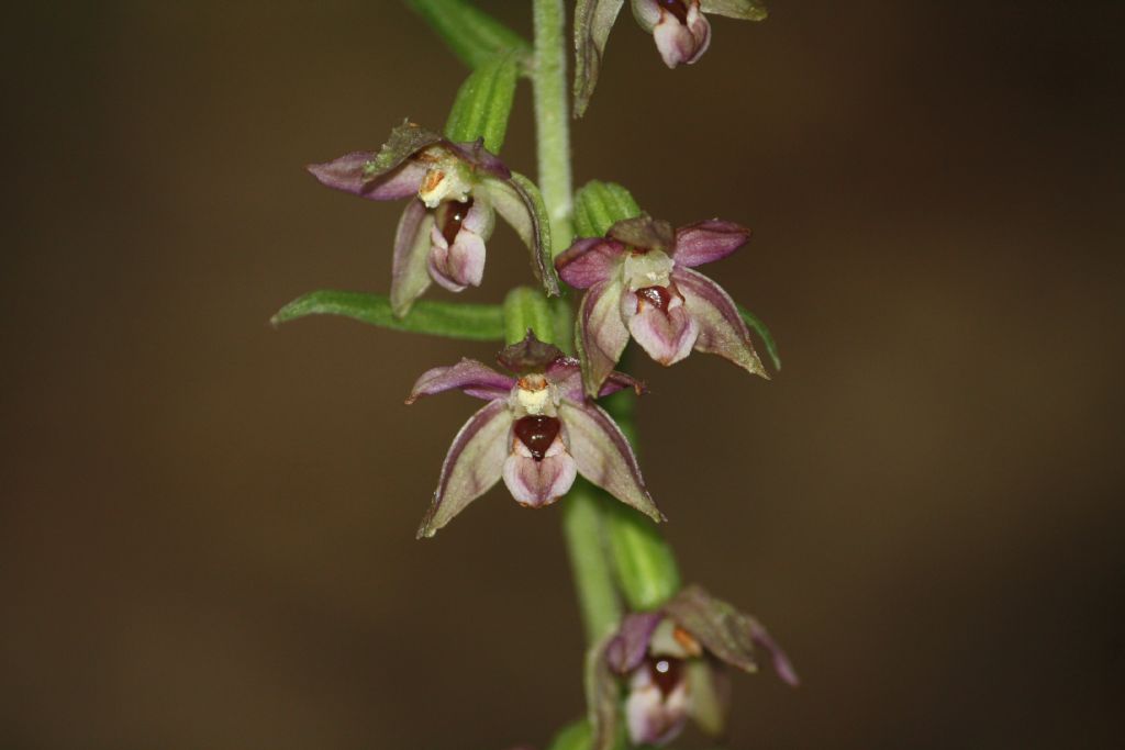 Epipactis helleborine, Epipactis muelleri ?